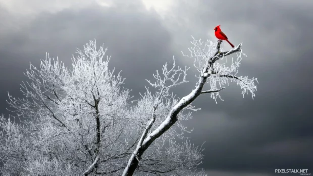 A dramatic winter scene with a bright red cardinal atop an icy tree limb, set against a dark cloudy sky.