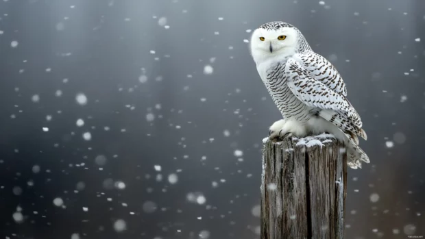 A fierce snowy owl perched on an old wooden post, wind sweeping through feathers.