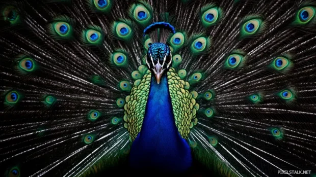 A frontal image of a peacock staring directly at the viewer, tail in full spread behind.
