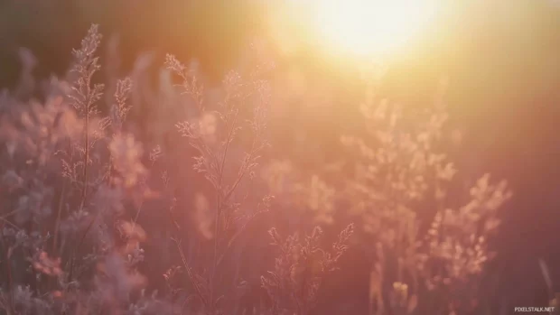 A gentle sunrise above tall grass in the prairie.