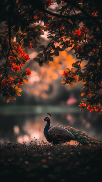 A gentle twilight image of a peacock resting under flowering trees, framed by soft focus leaves.