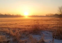 A golden sunrise reveals the stillness of the open field.