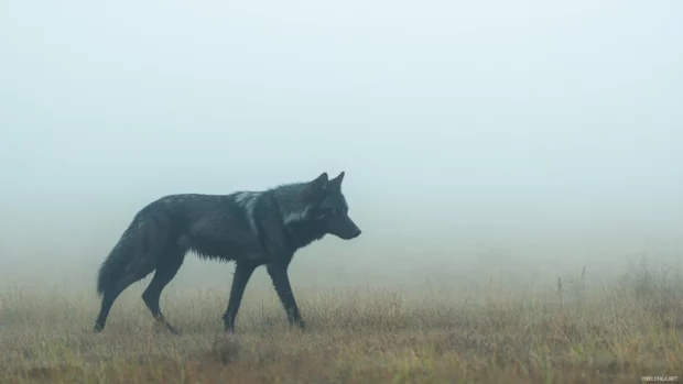 A haunting image of a black wolf walking calmly through thick morning fog.