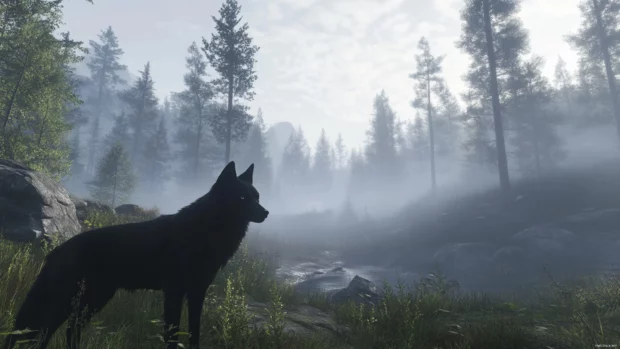 A lone black wolf staring into the camera surrounded by misty woods.