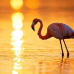 A lone flamingo standing on one leg in crystal clear shallow water under golden morning light.