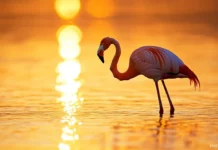 A lone flamingo standing on one leg in crystal clear shallow water under golden morning light.