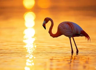 A lone flamingo standing on one leg in crystal clear shallow water under golden morning light.