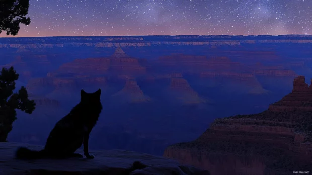 A lone wolf watching falling stars from the mouth of a canyon at night.