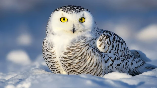 A low angle view of the owl resting in open tundra during sunrise.