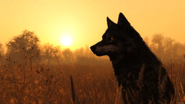 A majestic alpha wolf gazing into the distance with golden hour backlighting.