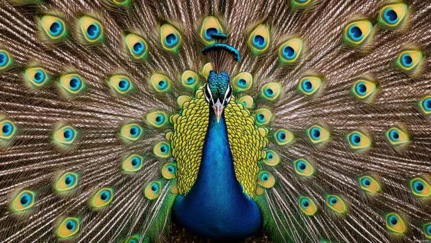 A majestic peacock with its tail fully spread, revealing intricate patterns of blue, green, and gold in a dazzling wallpaper.