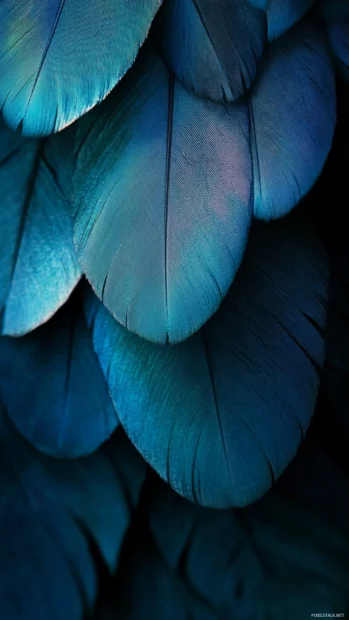 A mesmerizing vertical close up of peacock feathers, their blue green hues shimmering under soft, diffused light.