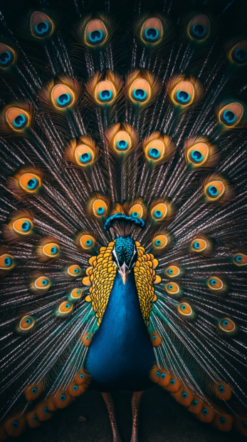 A minimal vertical crop of peacock tail patterns in abstract arrangement, great for a peacock HD wallpaper for mobile (3).