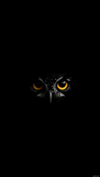 A minimalist vertical composition showing only the eyes and beak of an owl emerging from darkness.