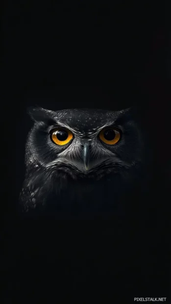 A minimalist vertical composition showing only the eyes and beak of an owl emerging from darkness.