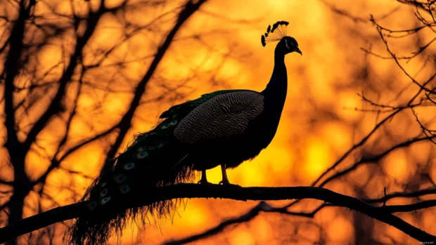 A moody twilight shot of a peacock silhouetted against the last light of day.