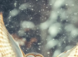 A mystical vertical image of the Barn Owl flying above snowy fields.