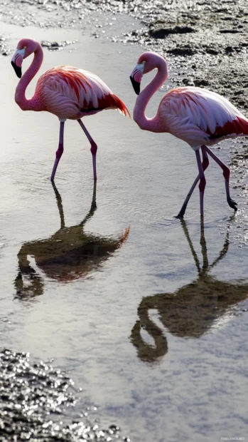 A pair of flamingos walking through shallow beach water, long shadows behind.
