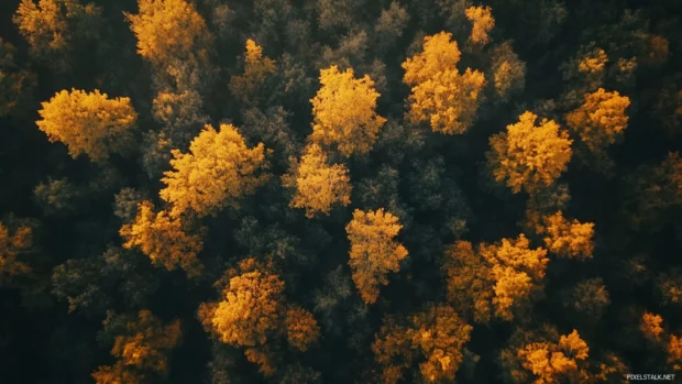 A peaceful forest blanketed in early golden sunlight.