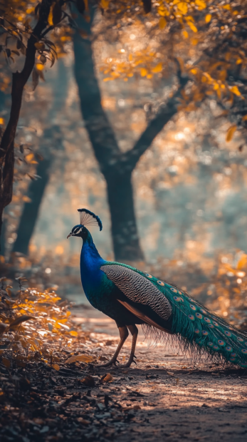 A peacock slowly walking along a forest path, light dappling across its feathers.