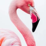 A pink flamingo centered against a clean white background, perfect for phone.