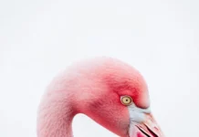 A pink flamingo centered against a clean white background, perfect for phone.
