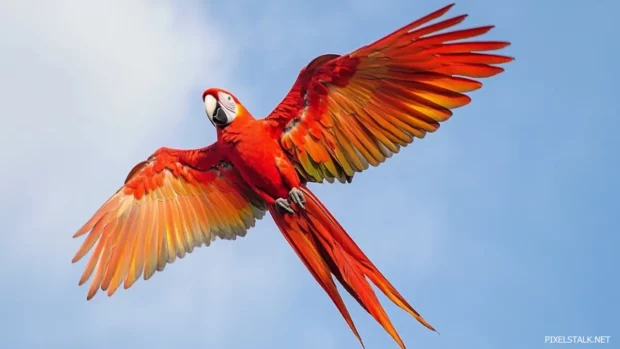 A red parrot flying across the sky with wings fully extended, vibrant and dramatic.