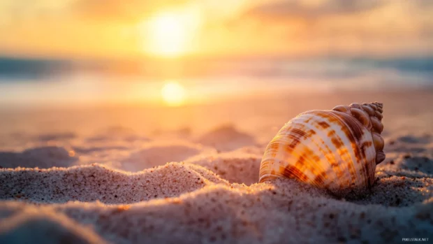A seashell on the sand with the setting sun creating a warm.