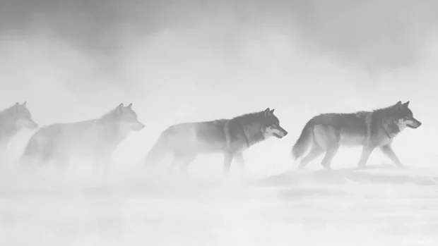A snowstorm reveals a wolf pack in sync, captured in high definition.