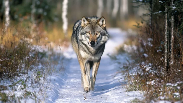 A snowy path winds through the forest as a lone wolf slowly follows its trail.