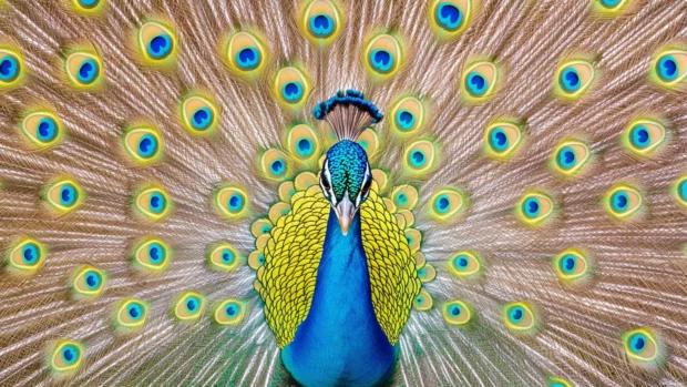 A stunning HD peacock background featuring a full display of radiant feathers, glowing with vibrant metallic tones.
