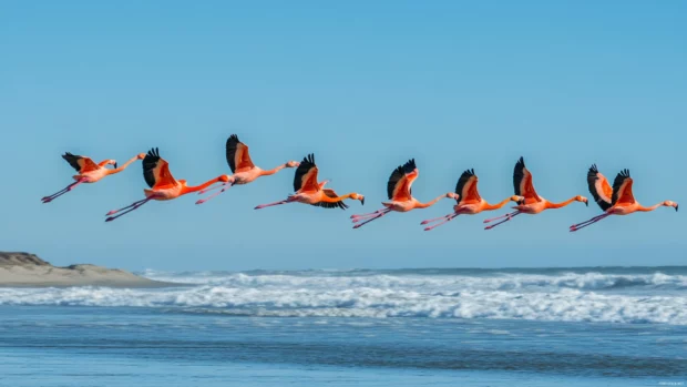 A stunning flamingo flock gliding over waves, captured for backgrounds.