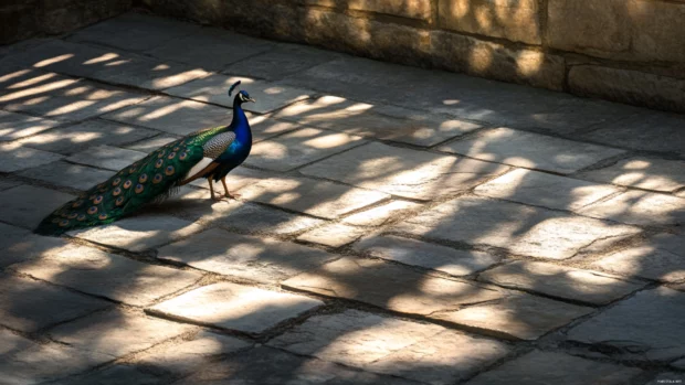 A stylized peacock captured with minimalist stone courtyard.