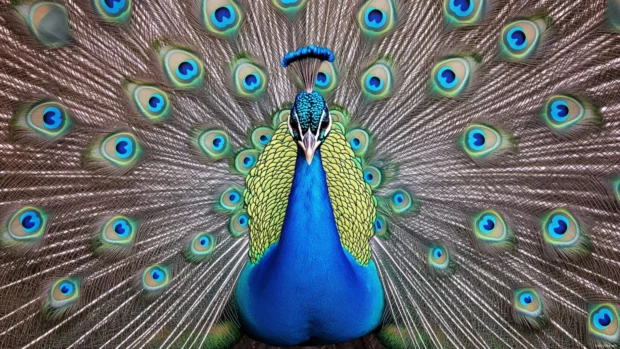 A symmetrical top down view of a peacock displaying its plumage like a mandala.