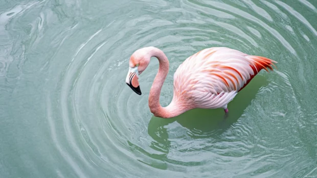 A top down view of a flamingo wading in a pale green pool with circular ripples spreading outward.