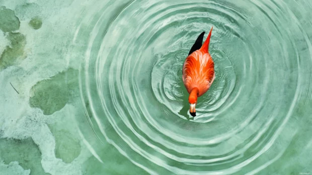 A top down view of a flamingo wading in a pale green pool with circular ripples spreading outward.