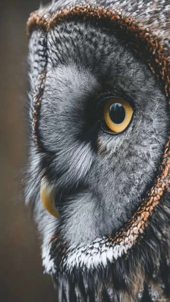 A vertical close up of an owl face, beak centered, feathers flaring in soft wind.