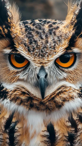 A vertical close up of an owl face, beak centered, feathers flaring in soft wind.