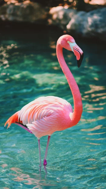 A vertical flamingo iPhone wallpaper with a pink bird in shallow water.