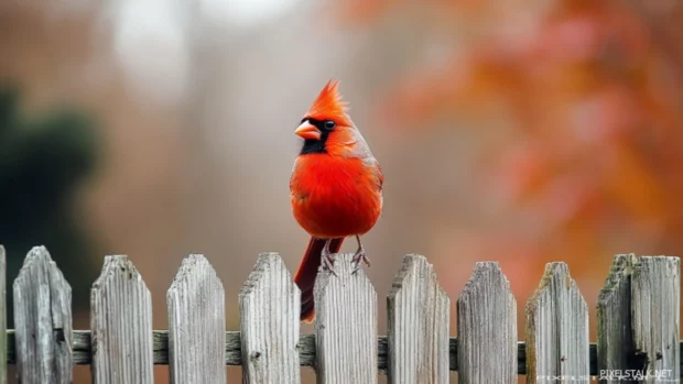 A vibrant male cardinal standing alone on a rustic fence in early spring, perfect for a cardinal bird wallpaper.