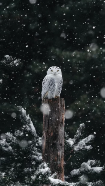 A white owl resting atop a broken tree trunk, framed by snowflakes falling in the foreground.
