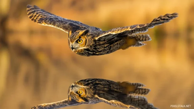 A wide view of an owl gliding across a still lake, its reflection mirrored perfectly in the water.