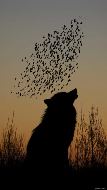 A wolf silhouette transforming into a flock of birds across a twilight sky.
