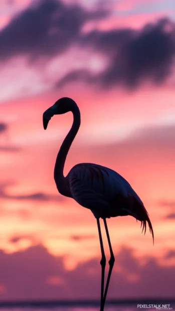 Aesthetic flamingo phone background featuring pastel skies and a lone flamingo silhouette.