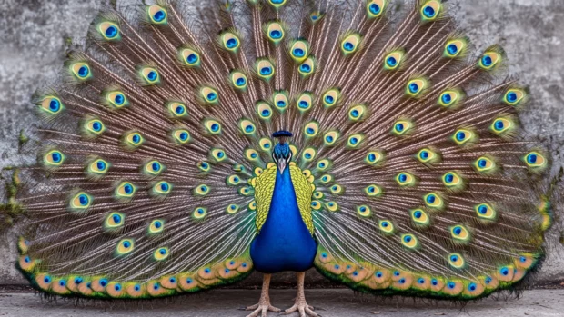 An artistic top down shot of a peacock tail arranged symmetrically, designed for a peacock aesthetic wallpaper.