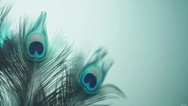 An elegant composition of iridescent peacock plumage glowing against a subtle, light toned background.