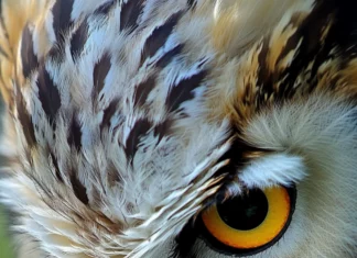 An intense vertical portrait with the owl beak slightly open, feathers ruffled by wind.