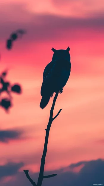 An owl perched on a narrow branch silhouetted against a pink sunrise sky.