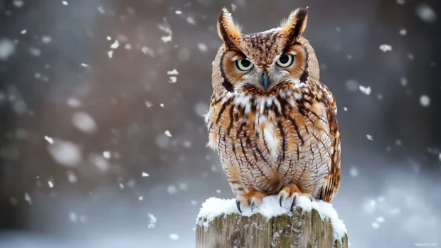 An owl perched on a snowy fence post, flurries swirling around its fluffed feathers.