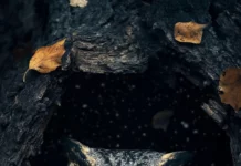 An owl resting in a broken tree trunk with falling leaves swirling around.